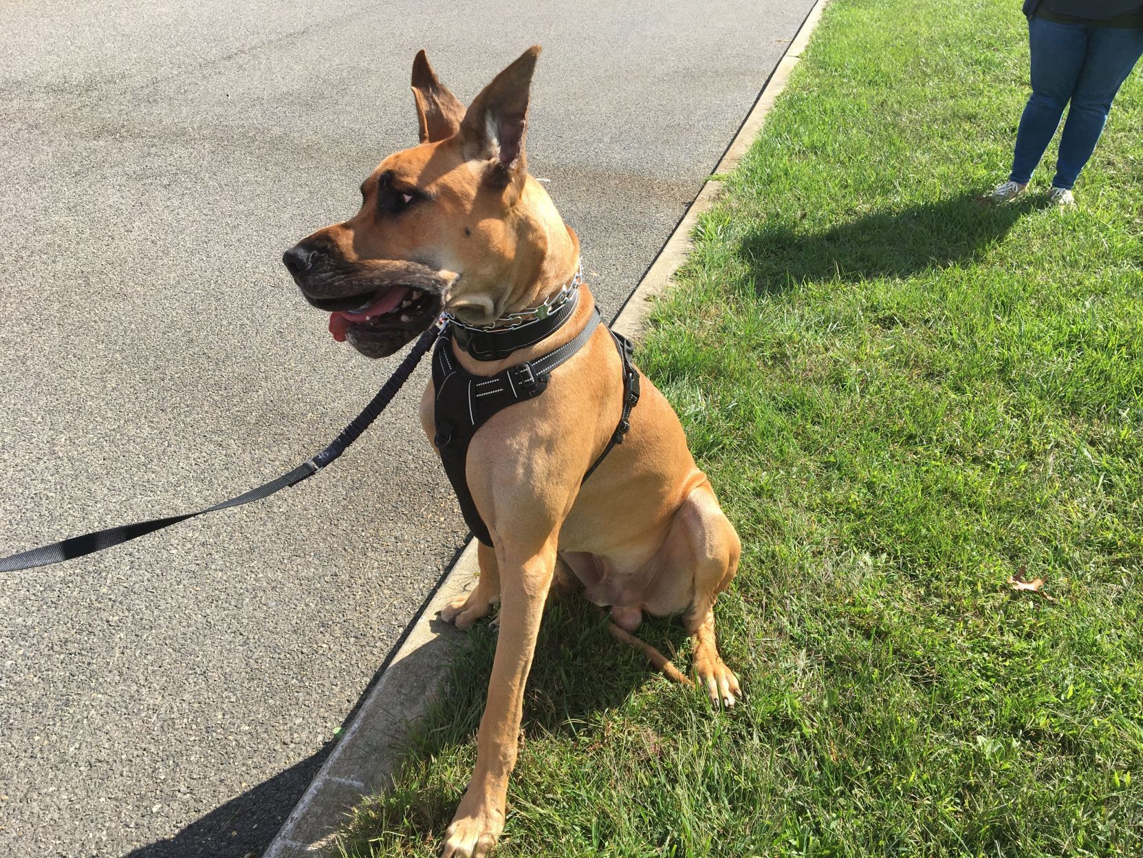 shelter dogs (1).jpeg